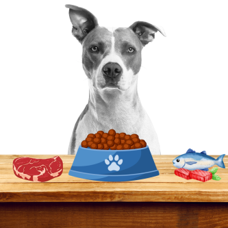 Protein v krmivu: Proč je klíčem ke svalům a vitalitě psa