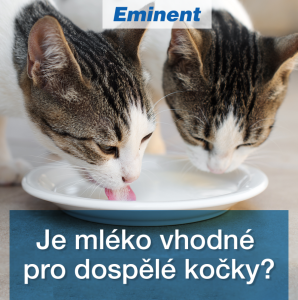 Kočky a mléko – kde je pravda?