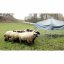 Mobilní přístřešek pro ovce a kozy s plachtou, 2,75 x 2,75 m