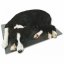 THERMODOG výhřevná deska pro psy, podlážka plast, 40 x 60 cm, 12 V / 20 W, ochrana odním. kabelu