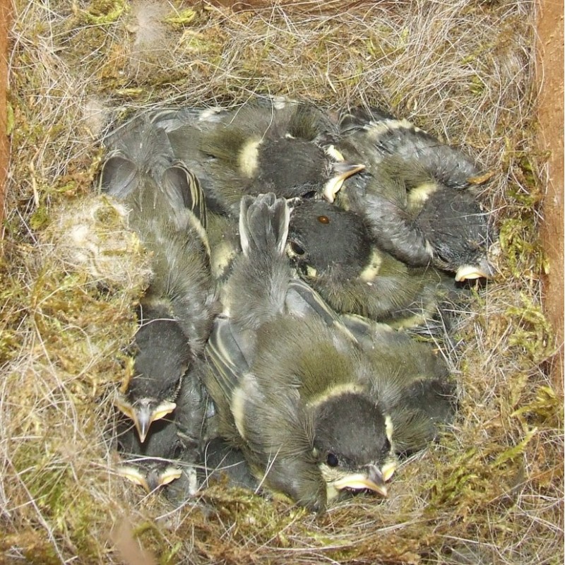 Budka pro sýkorky, sada pro kutily 36 x 12 x 14 cm