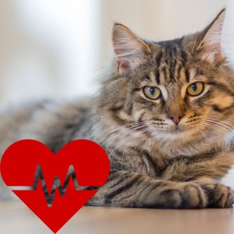 Proč kočky potřebují taurin a co se stane, když ho mají málo 🐱💛