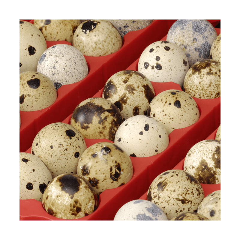 Líheň kuřat COVINA SUPER ET49 (EGG TECH), digitální automatická, s dolíhní