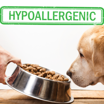 🐶 Hypoalergenní granule pro psy: Jak poznat, že je váš pes citlivý na krmivo?