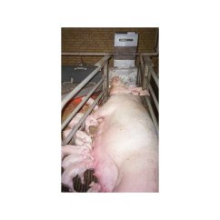 Domino S.0.3 samokrmítko pro prasnice