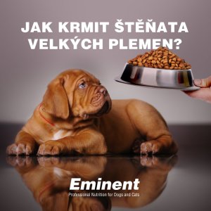 Jak krmit štěňata velkých plemen?