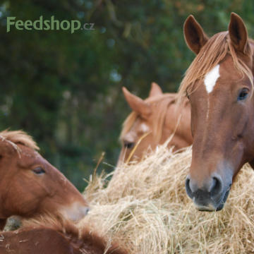 Proč má seno obecně více živin a kdy to hraje roli