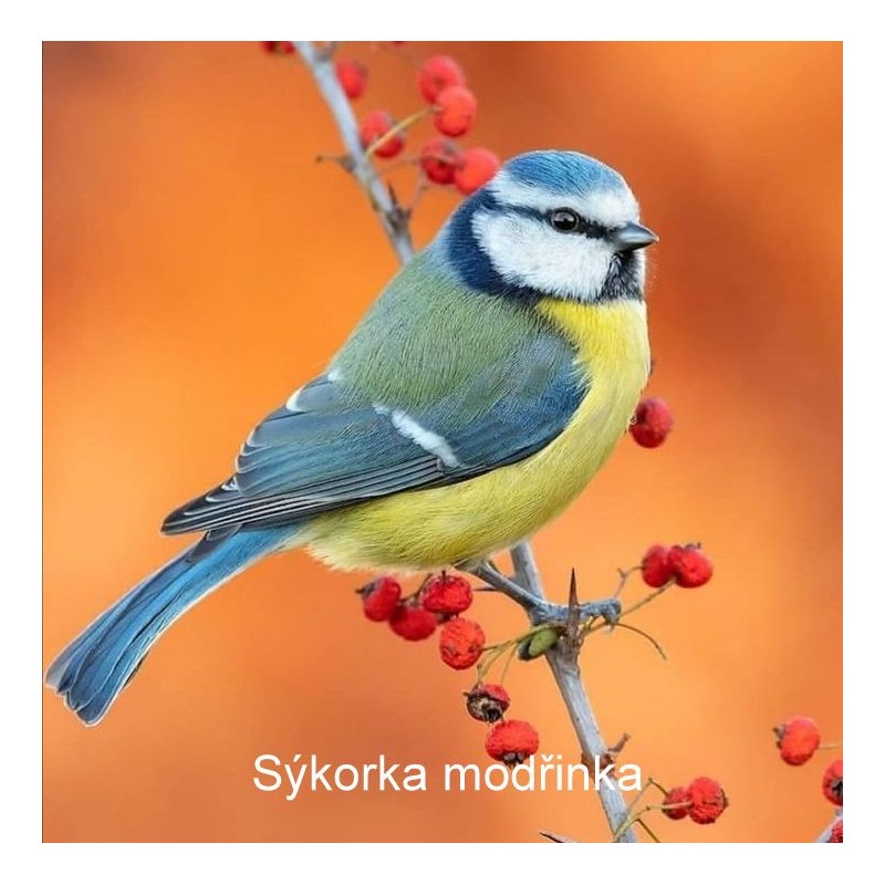 Budka pro sýkorky, sada pro kutily 36 x 12 x 14 cm