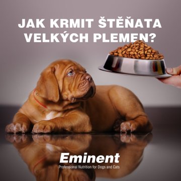 Jak krmit štěňata velkých plemen?