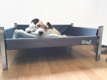 postele pro psy