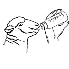 Láhev krmná Anti-Vac pro jehňata a kůzlata, 500 ml