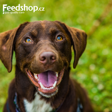 Co opravdu potřebuje váš pes? Vyvážená výživa pro svaly, imunitu i vitalitu