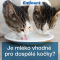 Kočky a mléko – kde je pravda?