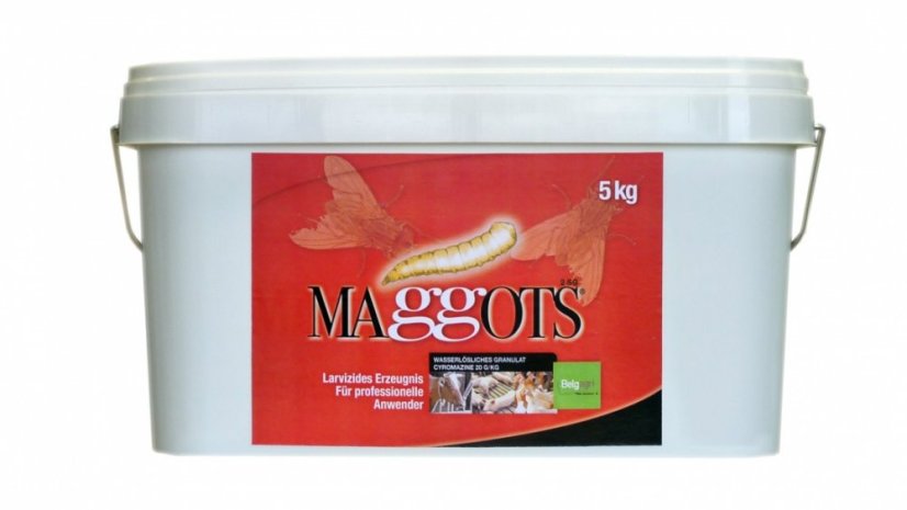Maggots