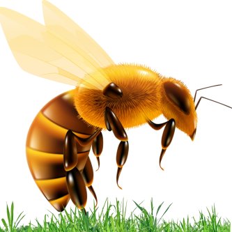 Dezinfekce v chovu včel – klíčový krok k ochraně včelstev před nemocemi