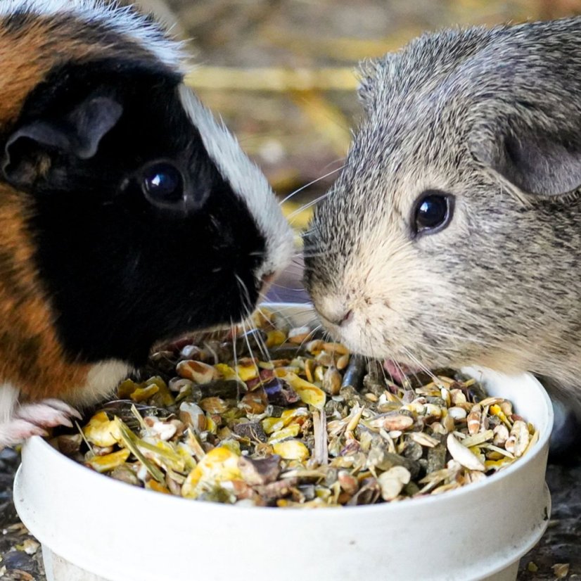 Uncle Pet Premium Guinea-pig Müsli