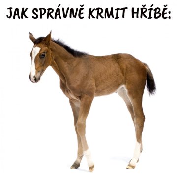 Jak správně krmit hříbě: Úplný průvodce pro optimální růst a vývoj