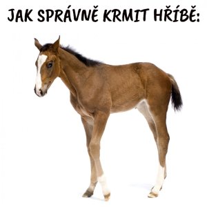 Jak správně krmit hříbě: Úplný průvodce pro optimální růst a vývoj
